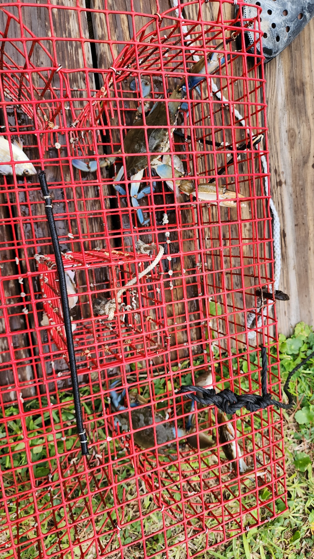 Blue crabs caught in a red crab trap pulled from the canal
