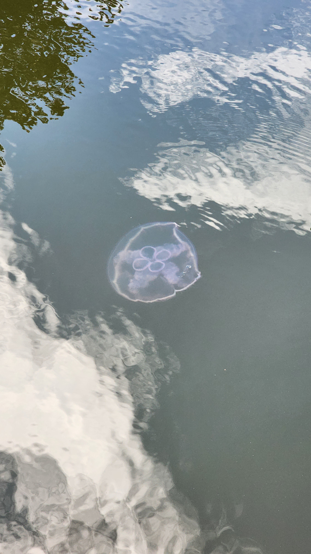 A moon jellyfish drifting in the calm water of the canal
